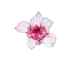 Australia flower sketch. flannel.Isolated on a white background. - 542638773