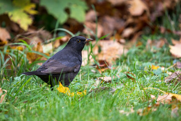 Amseln, beim Baden und bei der Futtersuche