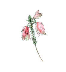 Australia flower sketch. flannel.Isolated on a white background.