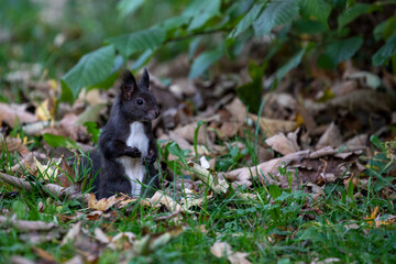 Black squirrel