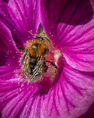 bee on pink flower