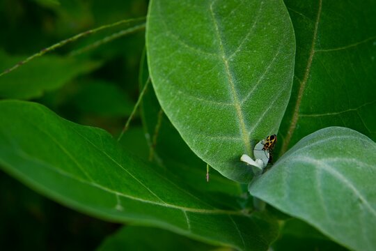 Close-up of a bug resting on a crown flower (Calotropis gigantea)