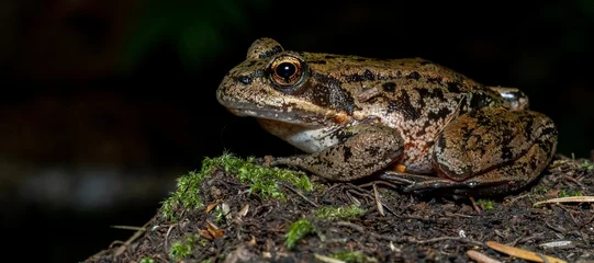 Keuken spatwand met foto Closeup shot of a California red-legged frog perched on the wet soil against a dark background © Gold Eagle Photo/Wirestock Creators