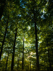 sun rays in the forest