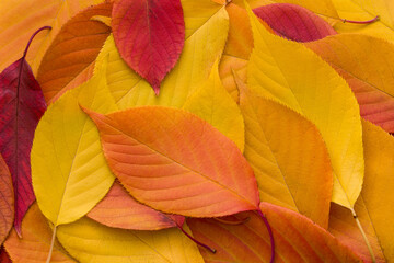 colorful red and yellow leaves from japanese cherry tree in autumn