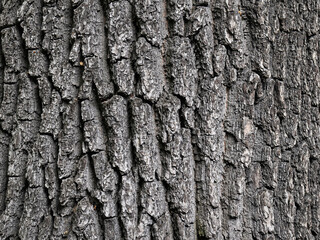 Embossed texture of tree bark. Tree trunk with natural bark patterns on the surface. Natural wood background. Closeup side view.