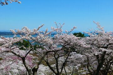 西行戻しの松公園から松島を望む。松島、宮城、日本。4月中旬。