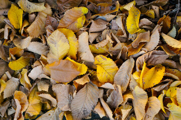 地面に落ちている枯れ葉
