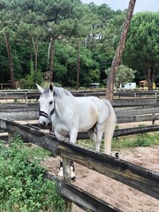 Horses in the forest