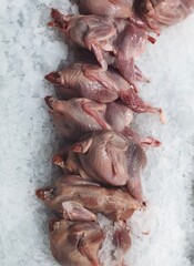 fish on ice