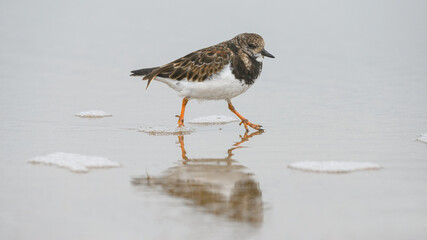 Turnstone running