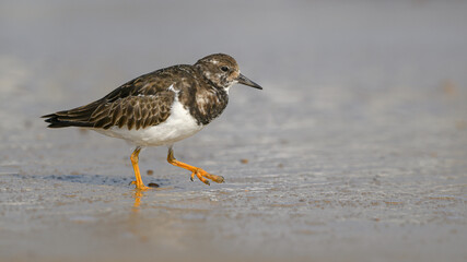 Turnstone walking