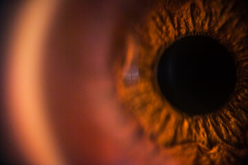 Human brown eye in macro shot	
