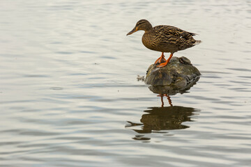 Mallard in spring in Aiguamolls De L Emporda Nature Park, Spain