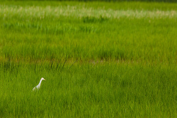 Great egret in Aiguamolls De L Emporda Nature Reserve, Spain