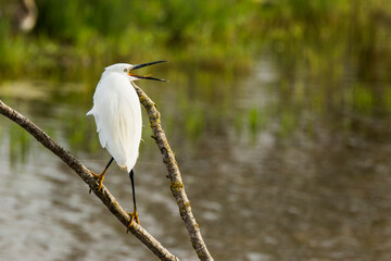 Little egret in Aiguamolls De L Emporda Nature Park, Spain