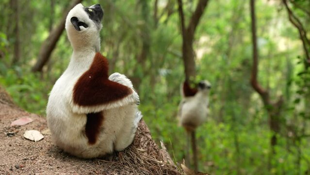 Coquerel's sifaka, Propithecus coquereli, cute big lemur monkey Reserve Peyrieras. White brown sifaka in the nature habitat, widlife Madagascar. Lemurs in the forest, jump on the tree, animal.