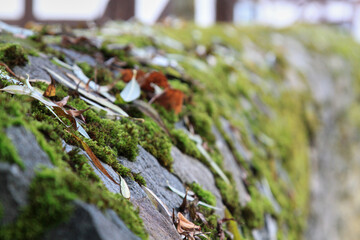 Partially unfocussed green moss on a stone fence, selective focus