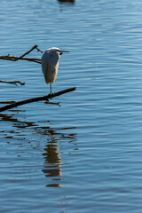 Little egret in Aiguamolls De L Emporda Nature Park, Spain