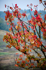 Foto scattata nelle colline attorno a Tassarolo durante la stagione autunnale.