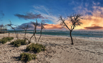 lonely tree