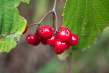 red fruits of viburnum phlebotrichum, close-up