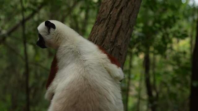 Coquerel's sifaka, Propithecus coquereli, cute big lemur monkey Reserve Peyrieras. White brown sifaka in the nature habitat, widlife Madagascar. Lemurs in the forest, jump on the tree, animal.