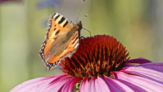 Macroside Shot Of Small Tortoiseshell Butterfly with open wings eating Nectar On A orange Coneflower
