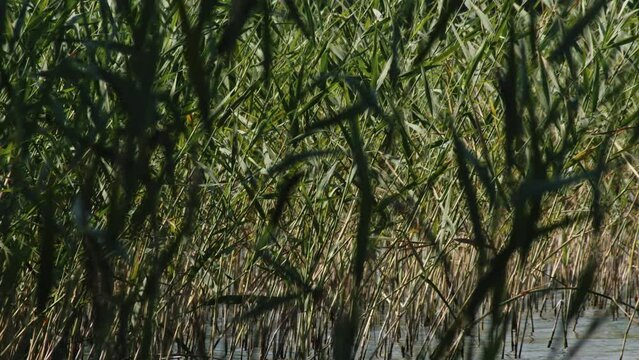 green cane and reed in seen at Wdzydze Lake coast in Kaszubski park krajobrazowy in Pomeranian Voivodeship; poland. Static shot