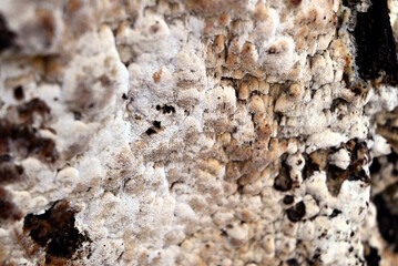 mold on the tree