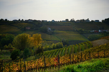 Fototapeta premium Foto scattata nelle colline attorno a Tassarolo durante la stagione autunnale.