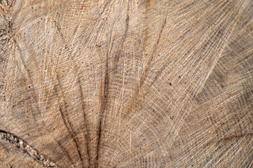 Common oak, European oak, English oak, Quercus robur wood cross section.