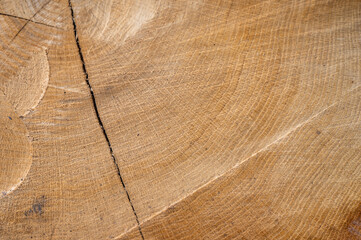 Common oak, European oak, English oak, Quercus robur wood cross section.