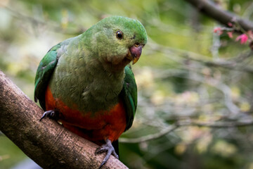 australian king parrot
