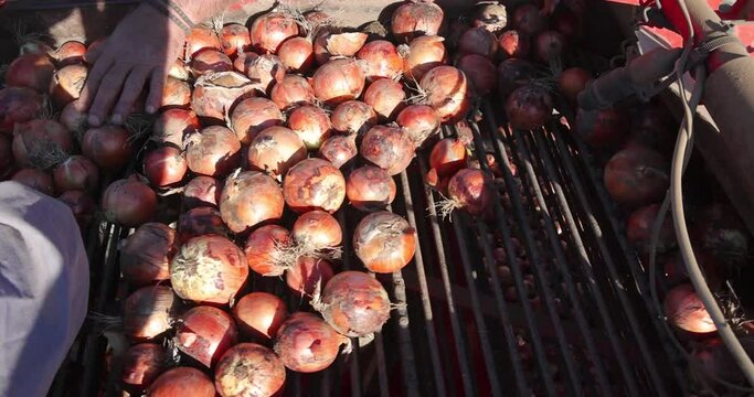 Harvesting onion on field. Close up of workers sorting and cleaning onions on a conveyor of agricultural machine for picking and transporting onion to the warehouses, automated picker machine