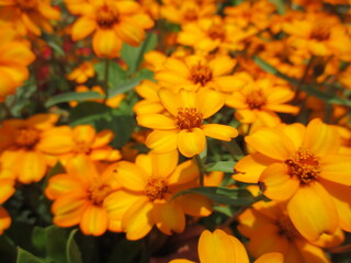春の花壇に美しく咲き誇る、オレンジ色が鮮やかなジニアの花