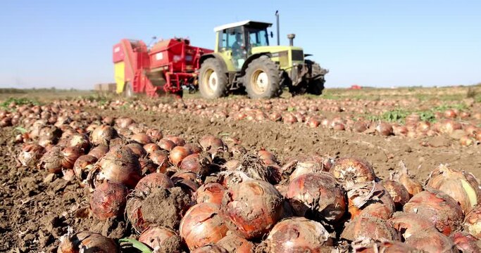 Harvesting onion on field. Workers with tractor and agricultural machine picking and transporting onion to the warehouses, automated picker machine, rural scene