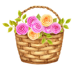 Roses flowers in basket isolated on white. Birthday or thanks card design. Watercolor drawing.