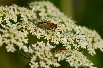 Große Sumpfschwebfliege (Helophilus trivittatus)