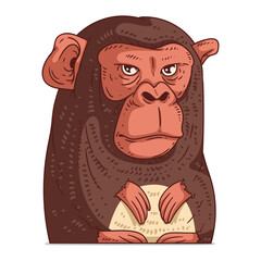 A Monkey, isolated vector illustration. Cute cartoon picture of a chimpanzee. Drawn animal sticker. A chimp. An ape on white background. A marmoset. A primate. An African animal.