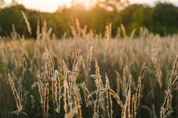 Fototapeta premium Calamagrostis arundinacea at sunset field. Bushgrass grass inflorescence. Copy space of the setting sun rays on horizon in rural meadow. Shallow depth of field. Abstract summer nature background.