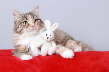Fototapeta na wymiar Big fluffy Сat rests on a red pillow and hugs a little toy Bunny. Cute сat close up on a light white background. Kitten lies on a red background. Kitten with big green eyes posing at camera. Pets.