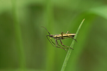 Closeup on an adult Grass Meadow Plant Bug, Leptopterna dolabrata, sitting on grass