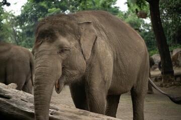 Close-up of an elephant carrying a tree log with its trunk