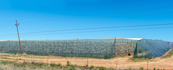 Orchards covered with hail and bird nets on road R303