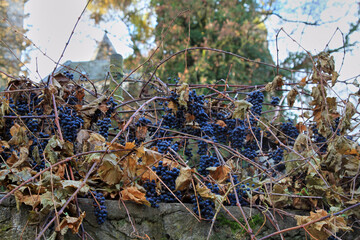 Ripe black grapevine on a stone wall, autumn mood. Selective focus