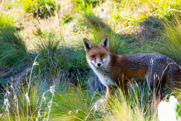 fox in the grass