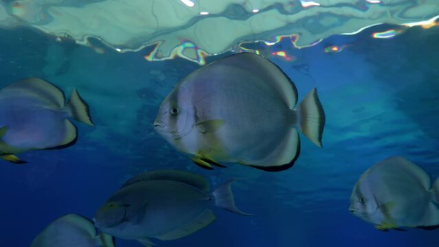 fish swim in the dark blue sea water of a large aquarium. different sea fish swim. UHD video high quality 