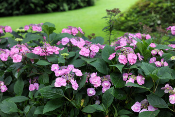 Beautiful blooming hydrangeas in garden. Landscape design