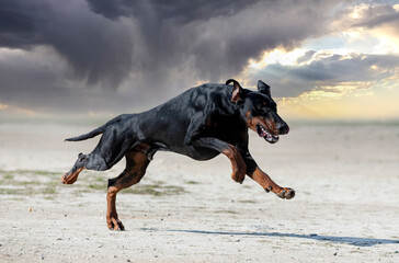 training of dobermann pinscher